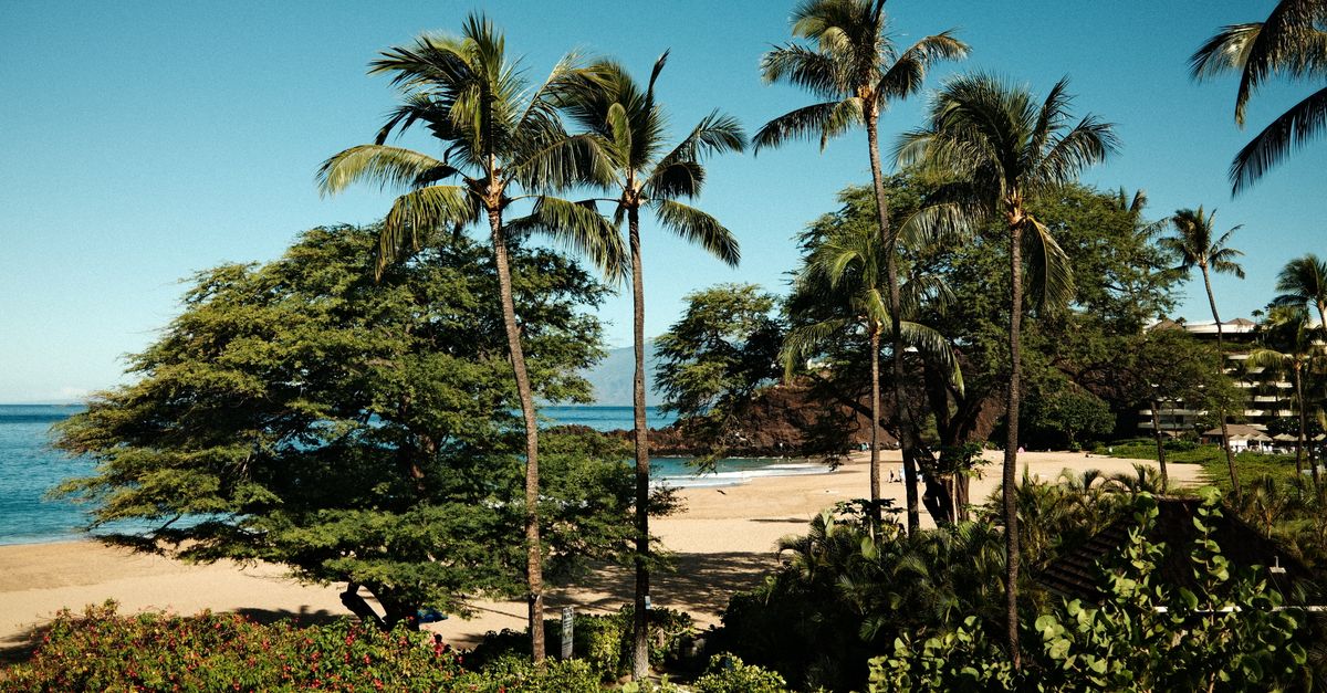 Beautiful palm trees on a sunny beach in Hawaii with ocean views.